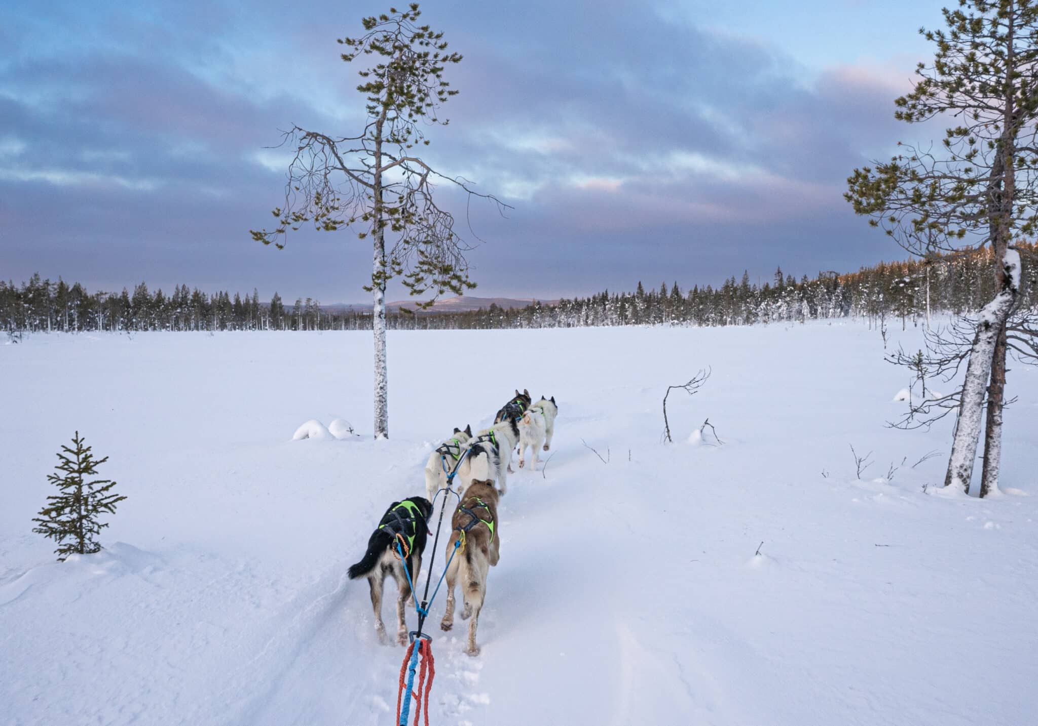 Schlittenhunde Rennen in Lappland erleben