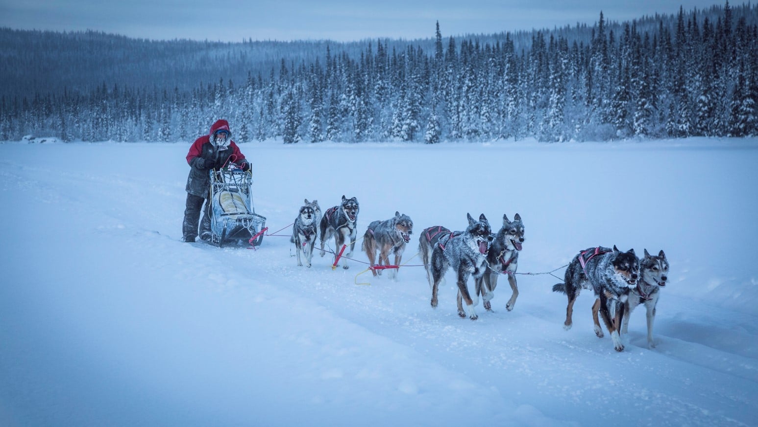 Schlittenhunde Rennen in Lappland mit Huskys erleben