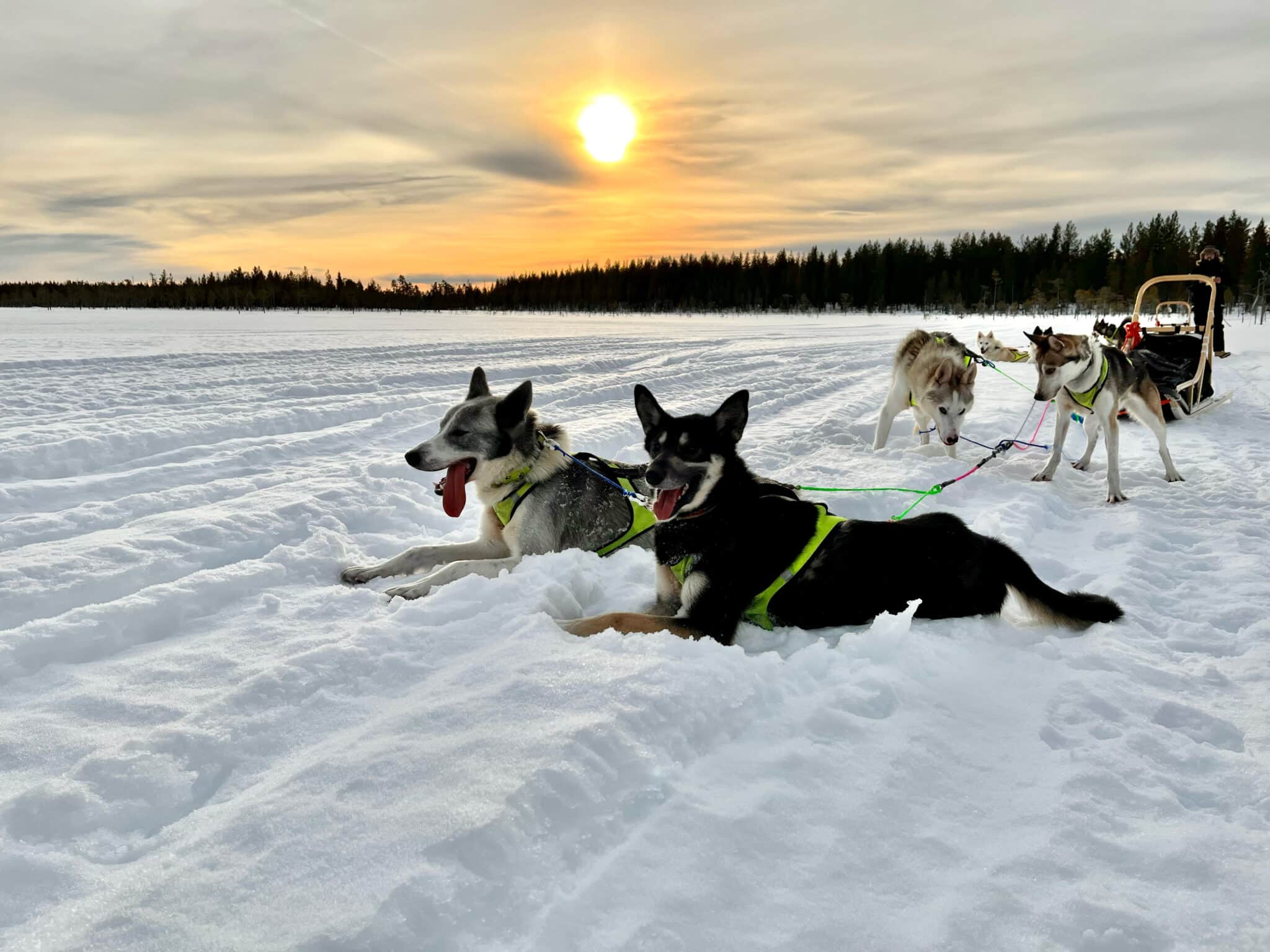 8-Tages Schlittenhunde Tour in Schwedisch-Lappland