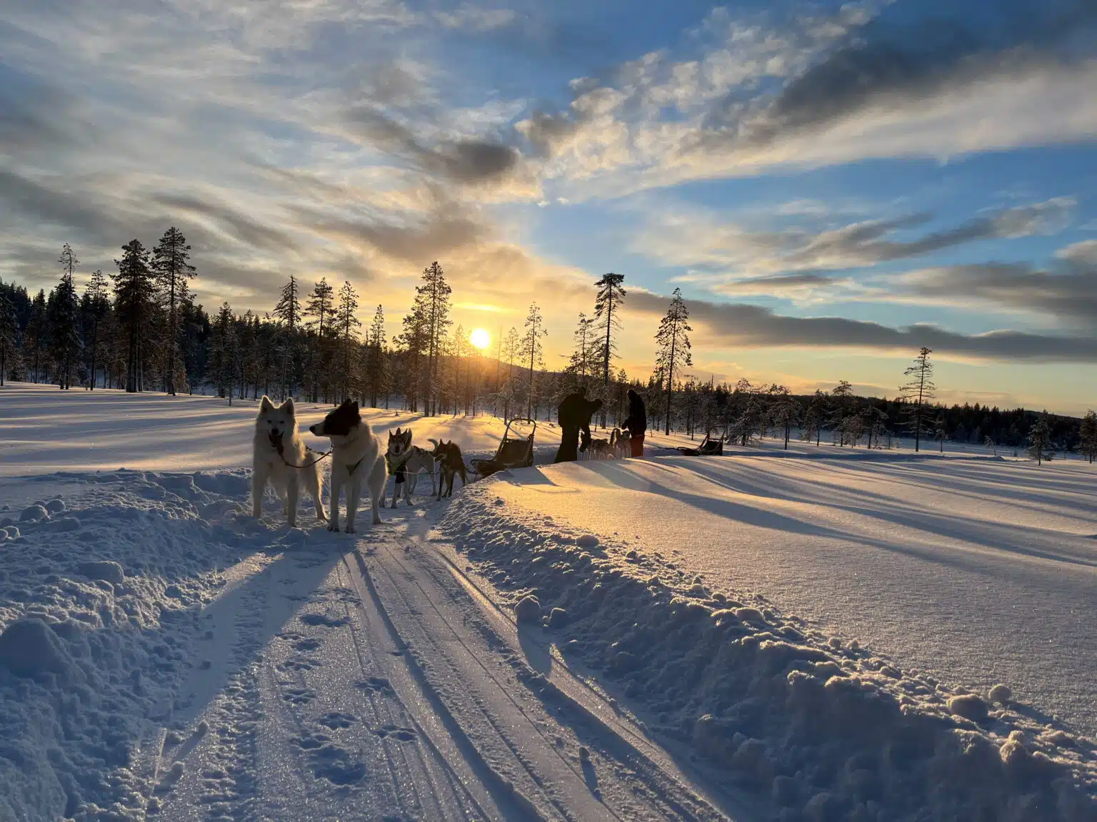 8 Tage Hunde Kälte und Nordlichter Husky Reise in Lappland