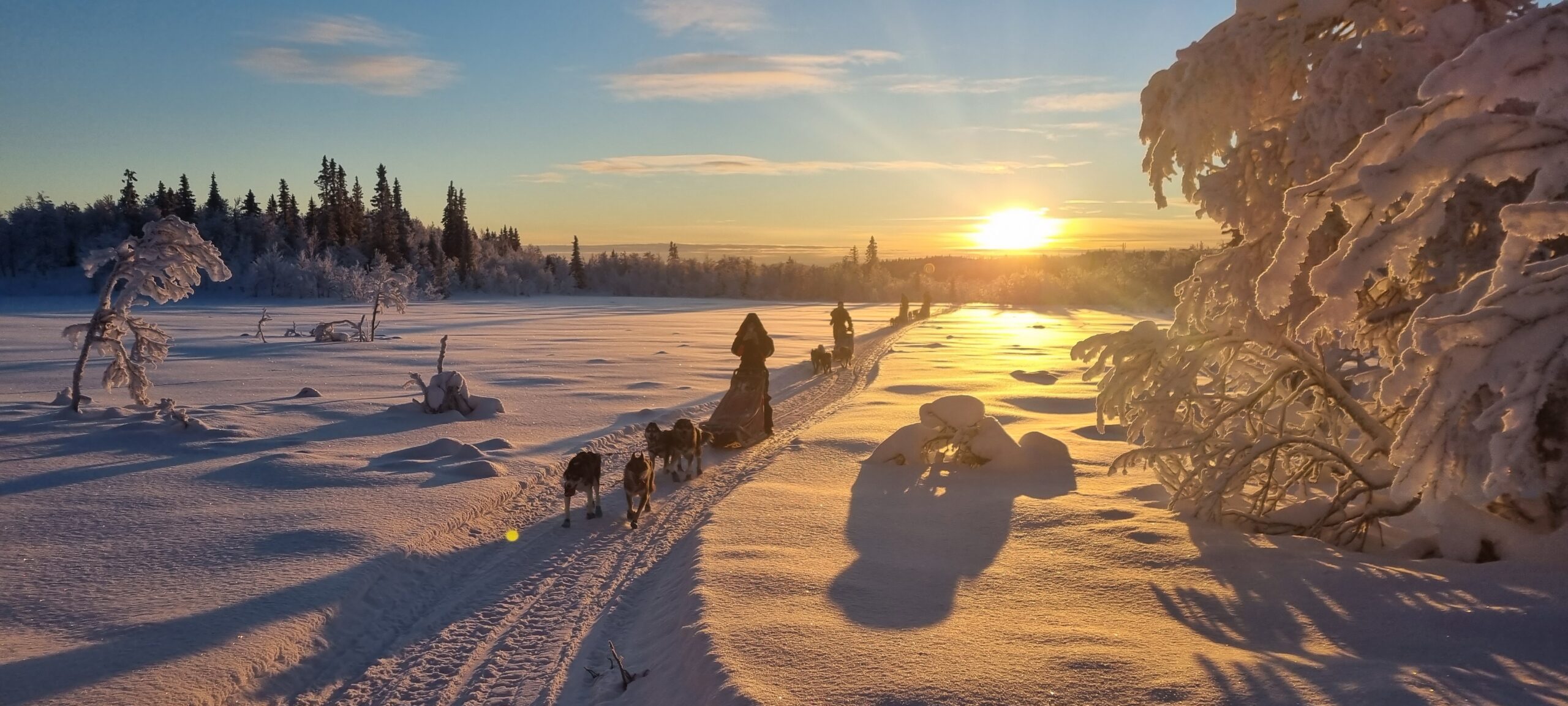 5-Tages Husky Tour in Lappland mit geführtem Hundeschlitten-Erlebnis