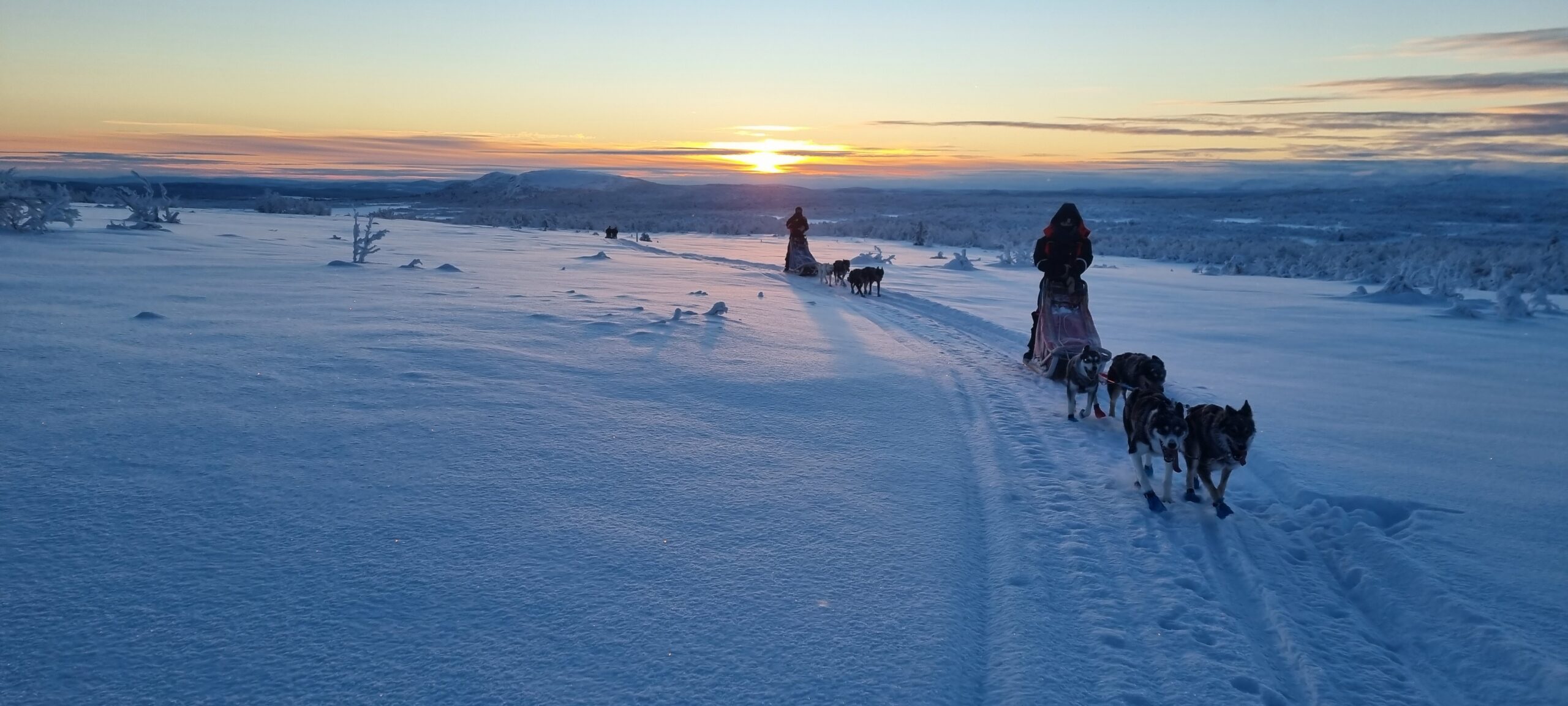5-Tages Husky Expedition in Lappland für Abenteuerlustige