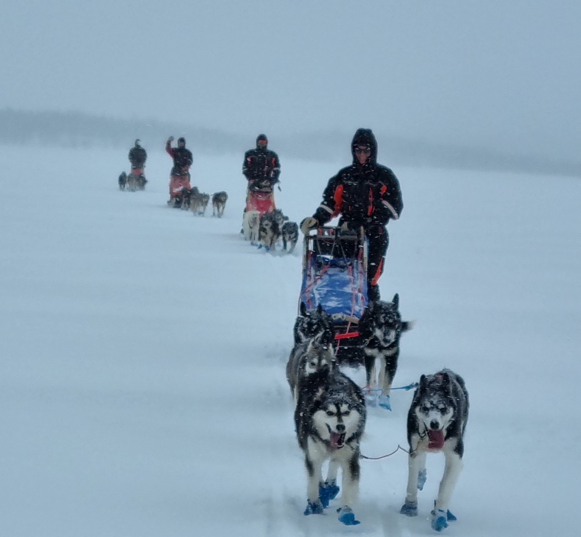 9-Tages Husky Tour in Lappland mit Hundeschlitten