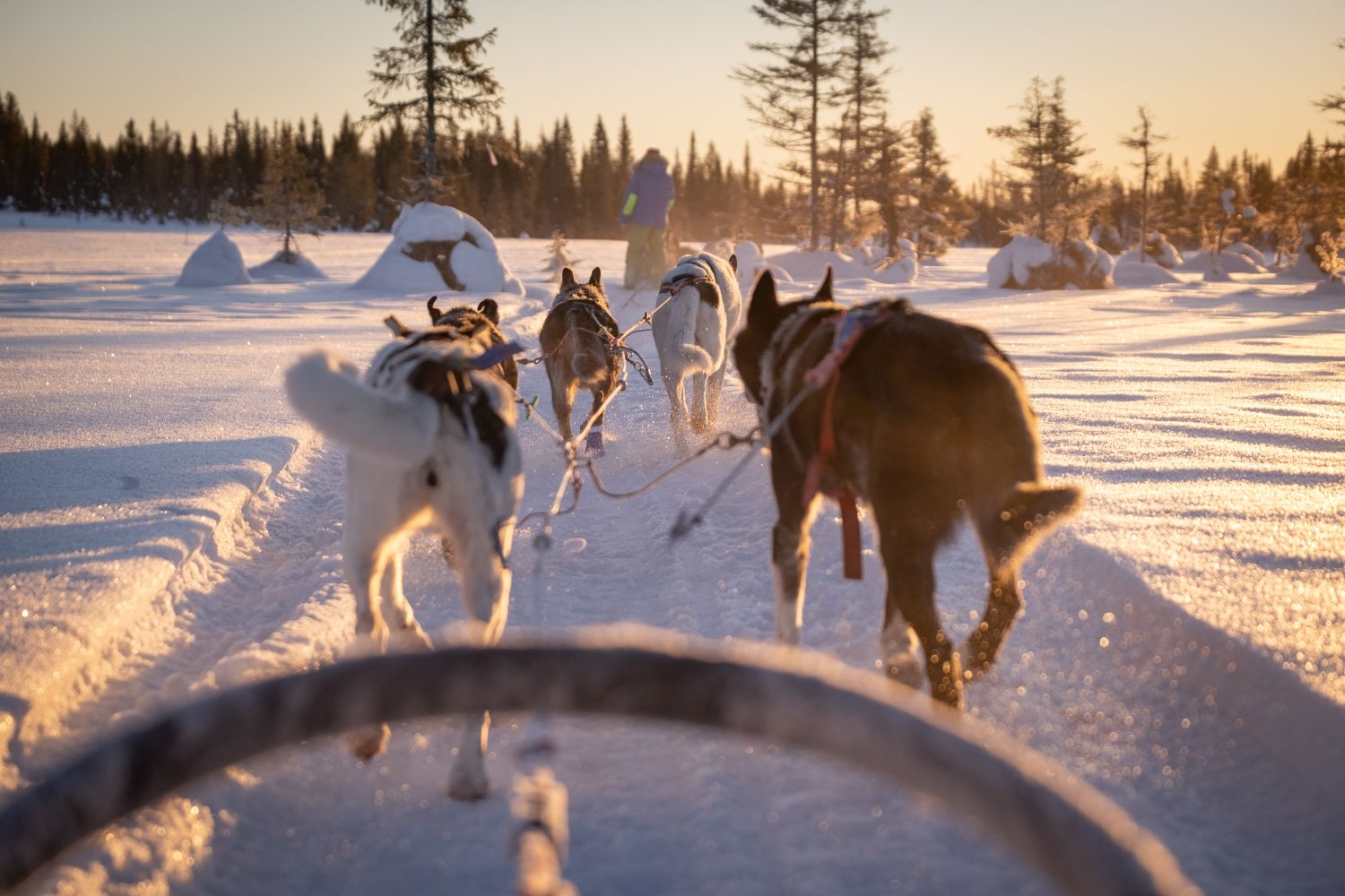 7-Tages Schlittenhunde Tour in Lappland für Einsteiger