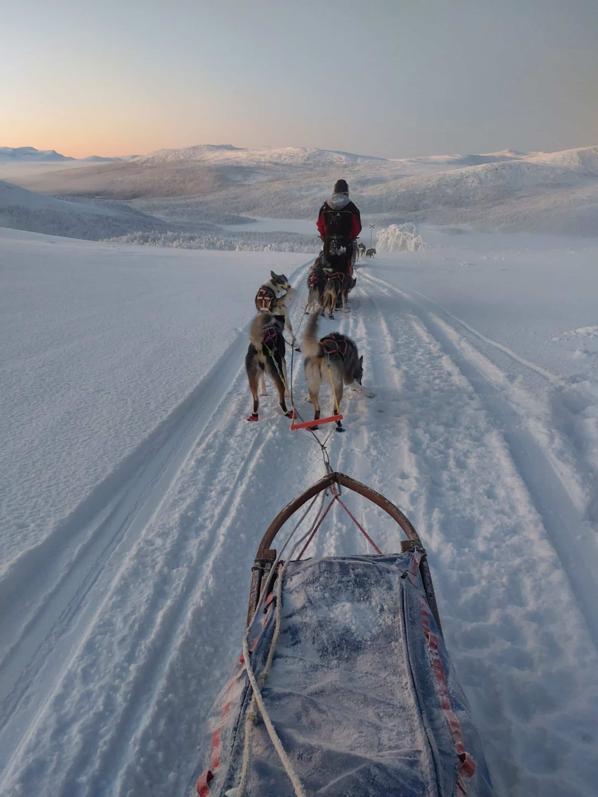 5-Tages Husky Expedition mit Hundeschlitten in Lappland